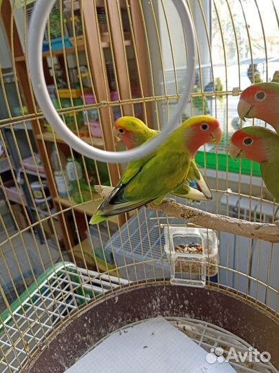 Неразлучник попугай