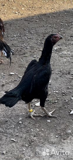 Бойцовые куры