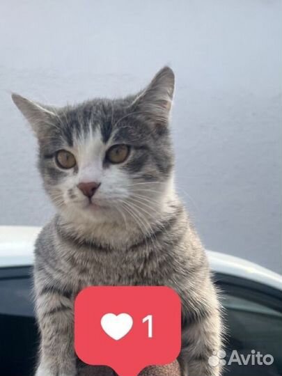 Отдам в ответственные руки