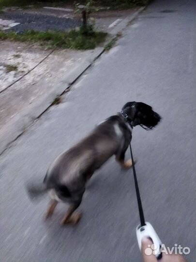 Выгул собак