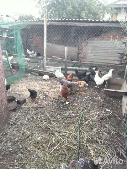 Куры молодки