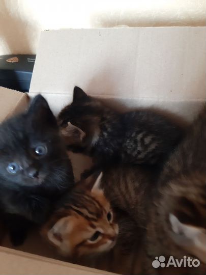 Котята в добрые руки 1 месяц
