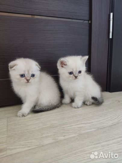 Шотланские котята