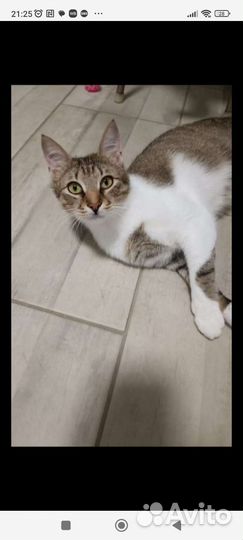 Ласковый кот