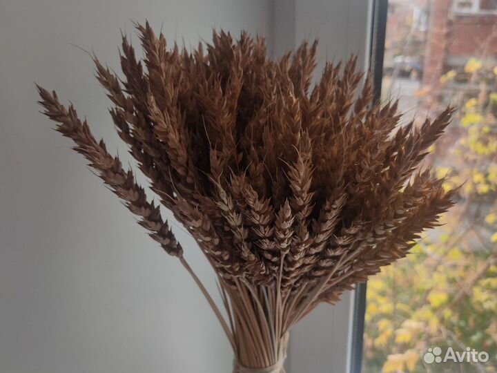 Колосья пшеницы сухоцвет