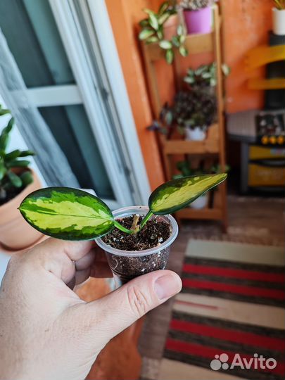 Хойя и дисхидия