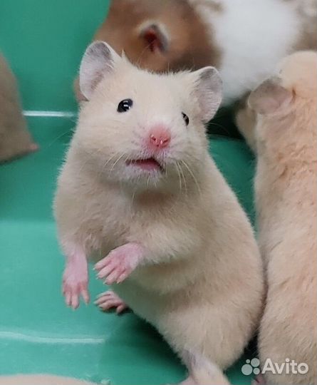 Сирийские Хомяки Ручные Плюшевые Медвежатки