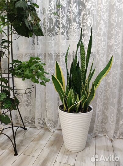 Комнатные домашние растения