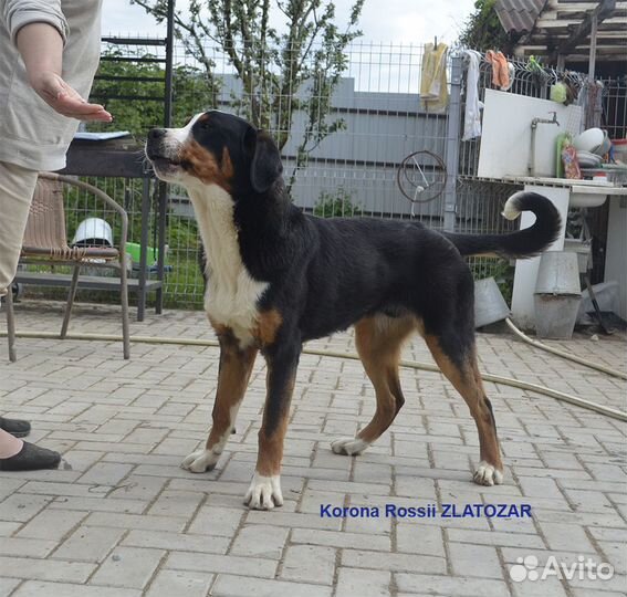 Большой швейцарский зенненхунд, щенки