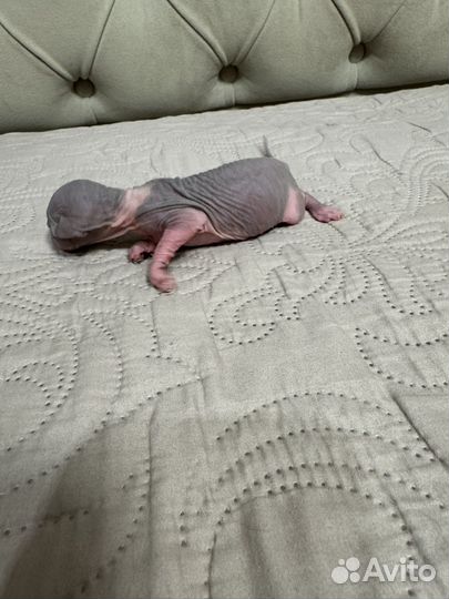 Канадский сфинкс котенок