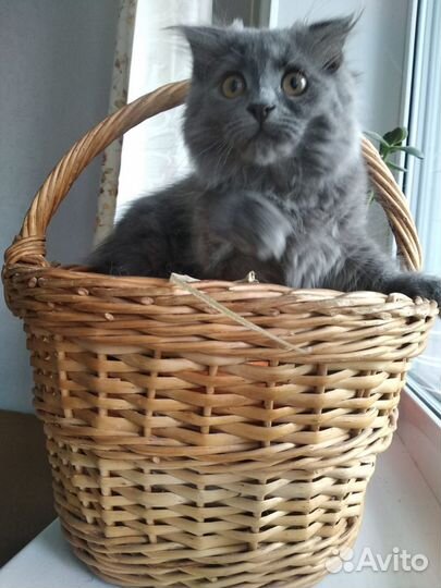 Котенок девочка в добрые руки