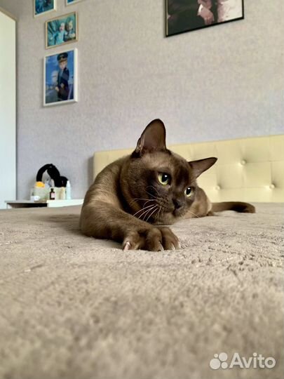 Бурманская вязка