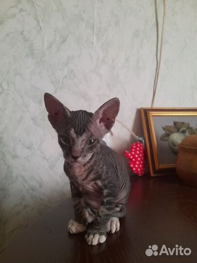 Донской сфинкс