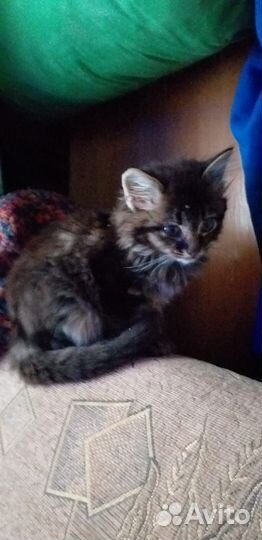 Котик бесплатно в добрые руки