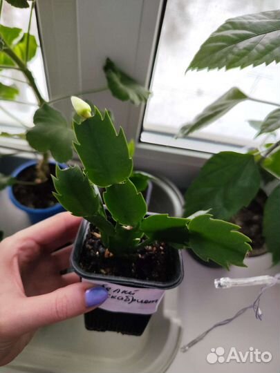 Белый декабрист