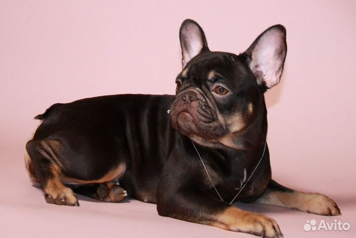 Французский бульдог
