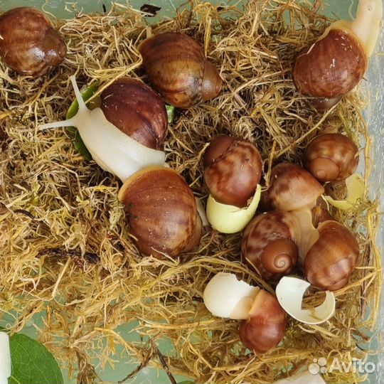 Улитки архахатины