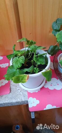 Колеус,герань красная,розовая розебудная,бегония