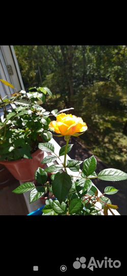 Роза в горшке