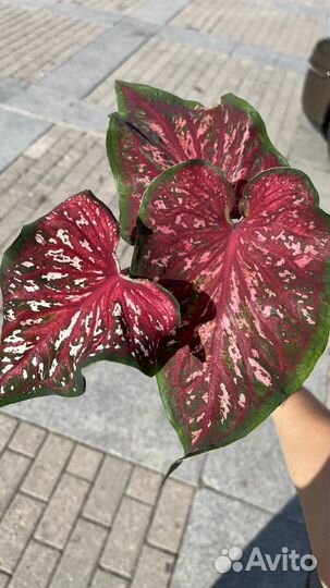 Редкий каладиум Caladium Scarlet Flame