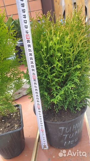 Туи в наличии разные кипарисовики