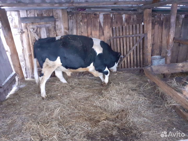 Продается бык на мясо