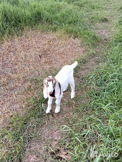 Козлята,2 козлика и 1 козочка