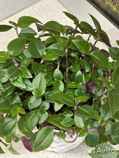 Каллизия ползучая