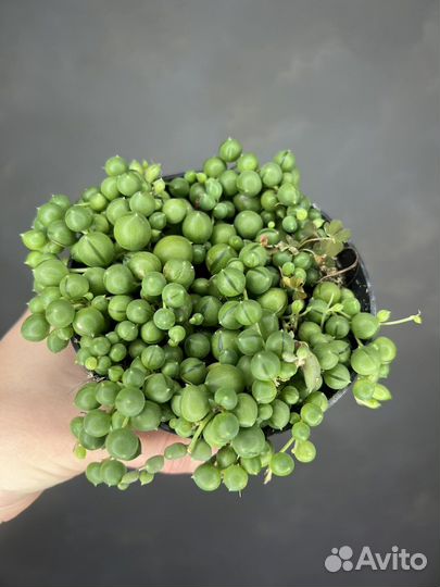 Крестовник роули