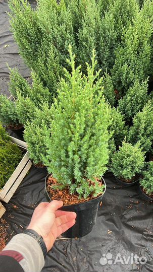 Саженцы Можжевельника стрикта