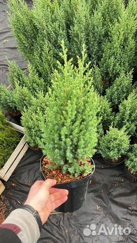 Саженцы Можжевельника стрикта