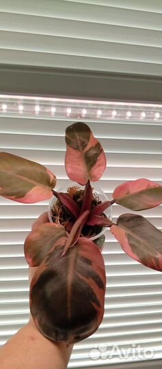 Филодендрон Блек кардинал вариегатный