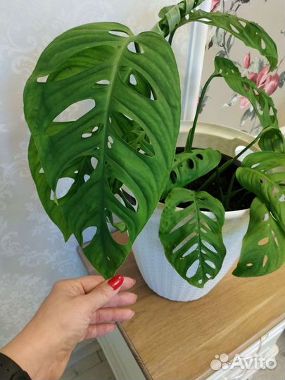Монстера Фридрихшталя очень крупная