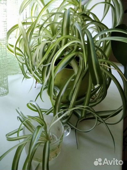 Хлорофитум кучерявый