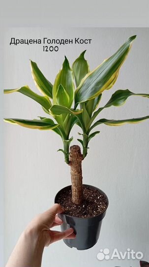 Экзотические комнатные растения