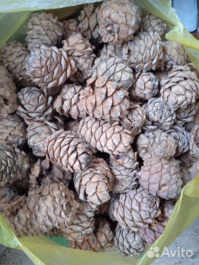 Кедровая шишка, шишка для белок