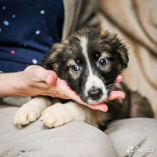 Собаки щенки бесплатно