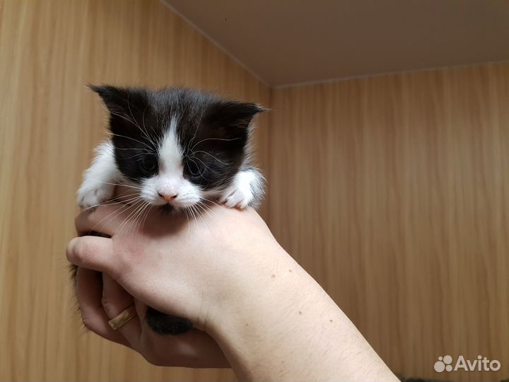 Отдам котят в наидобрейшие руки