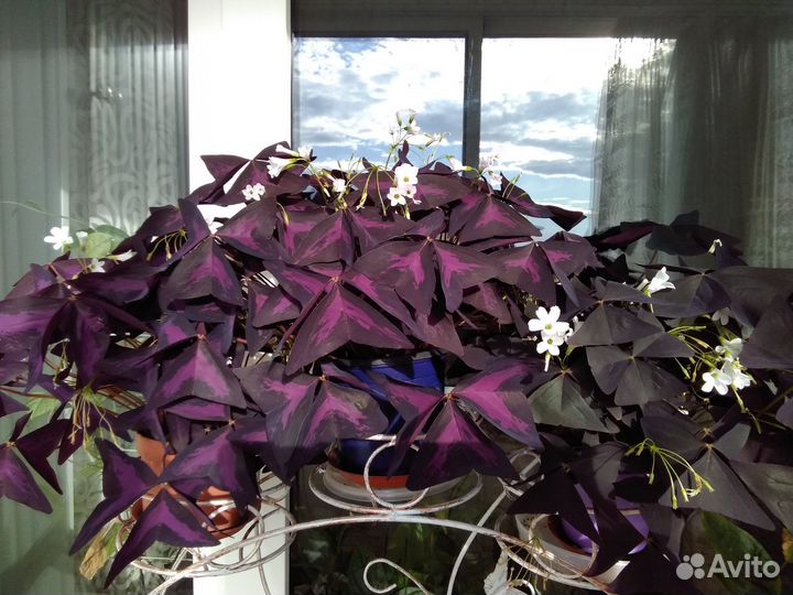 Кислица оксалис