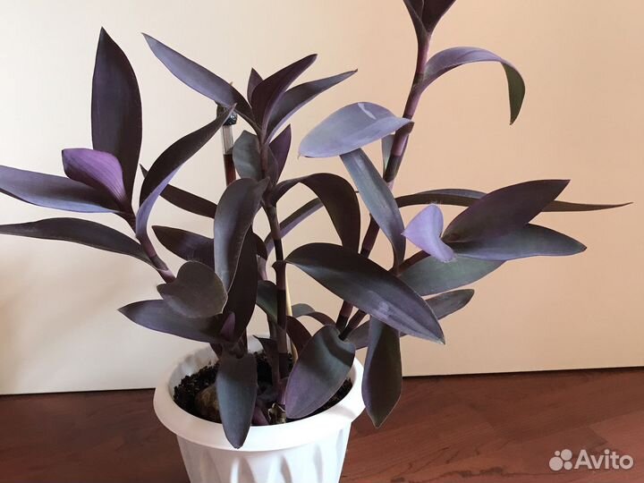 Традесканция паллида сеткреазия цветущая