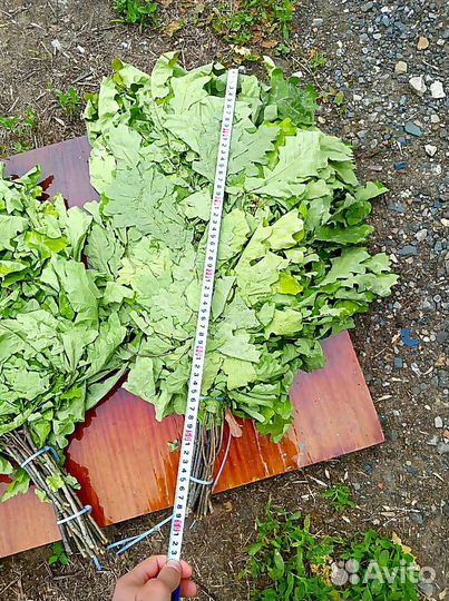 Дубовые веники сбор 2023 (опт, розница)