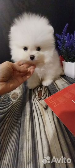 Щенки шпица мини