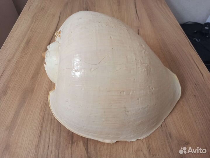 Морская раковина