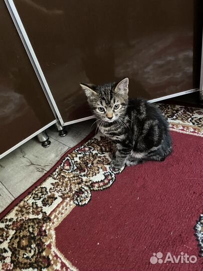 Мини рысята