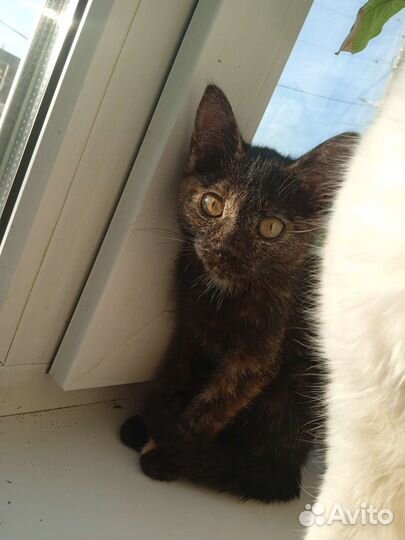 Кошка в дар