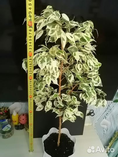 Фикус вариегатный, Замиокулькас, Кордилина