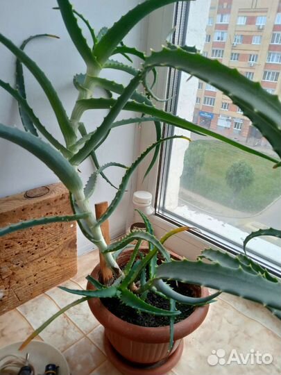 Алоэ лечебный