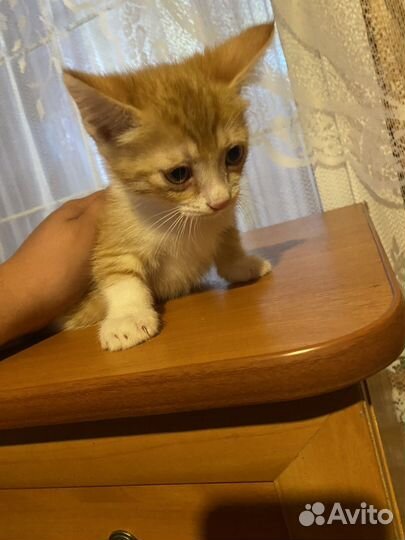 Котята в добрые руки даром