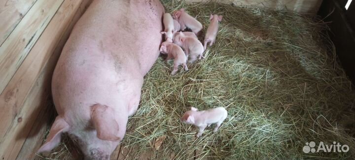 Поросята крупная белая