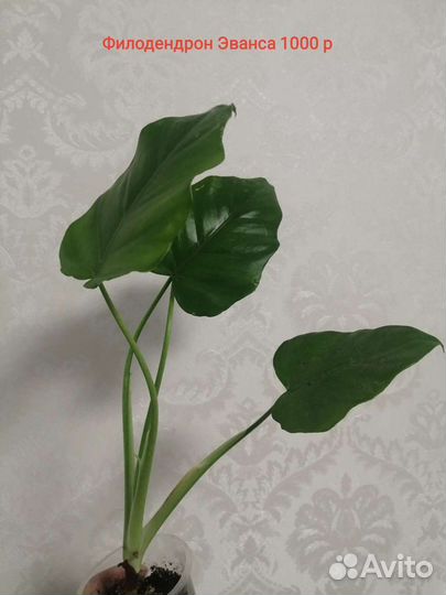 Филодендроны